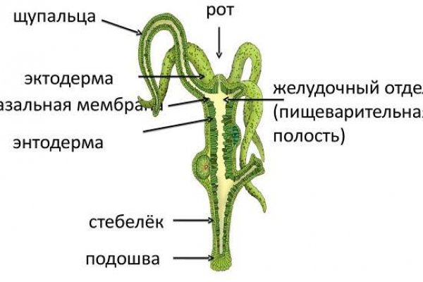 Ссылка на кракен шоп