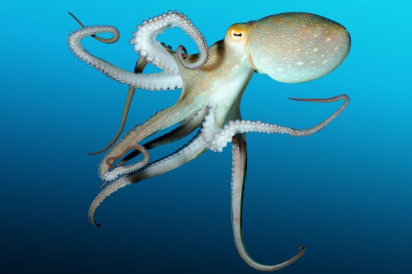 Kraken17 at