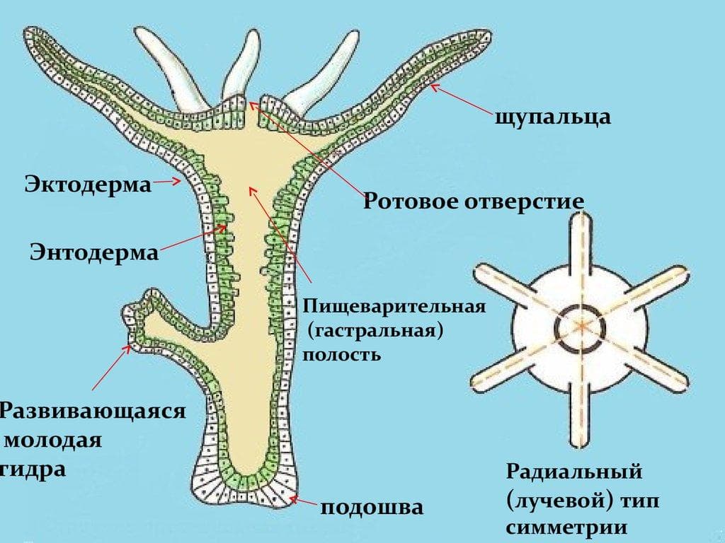 Кракен не работает сайт